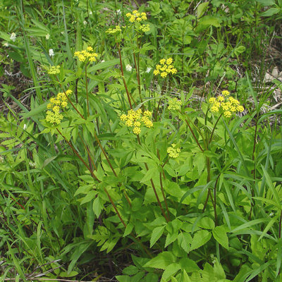 Zizia aurea