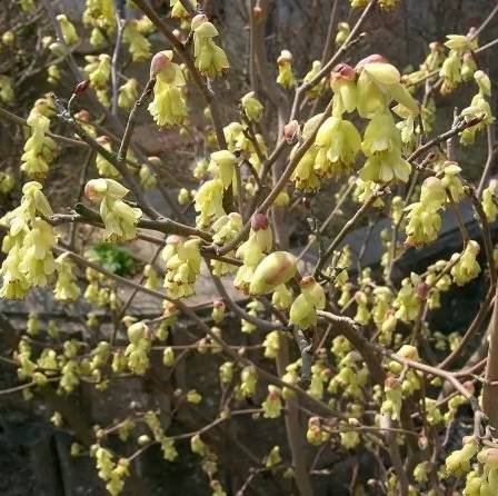 corylopsis spicata