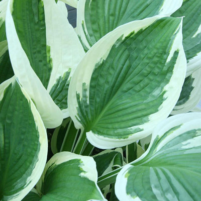 hosta patriot hosta patriot