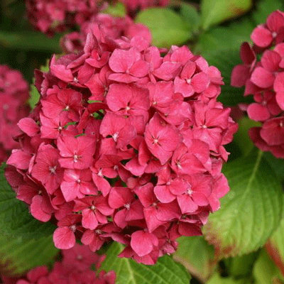 hydrangea macrophylla horn