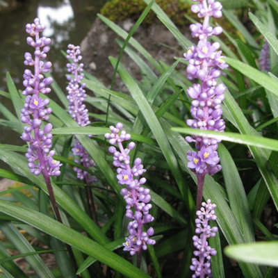liriope muscari evergreen g