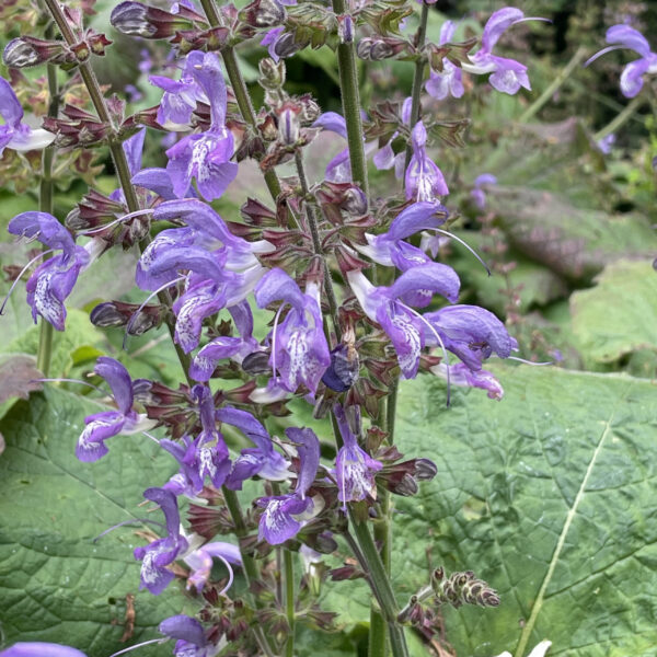 salvia forskaohlei