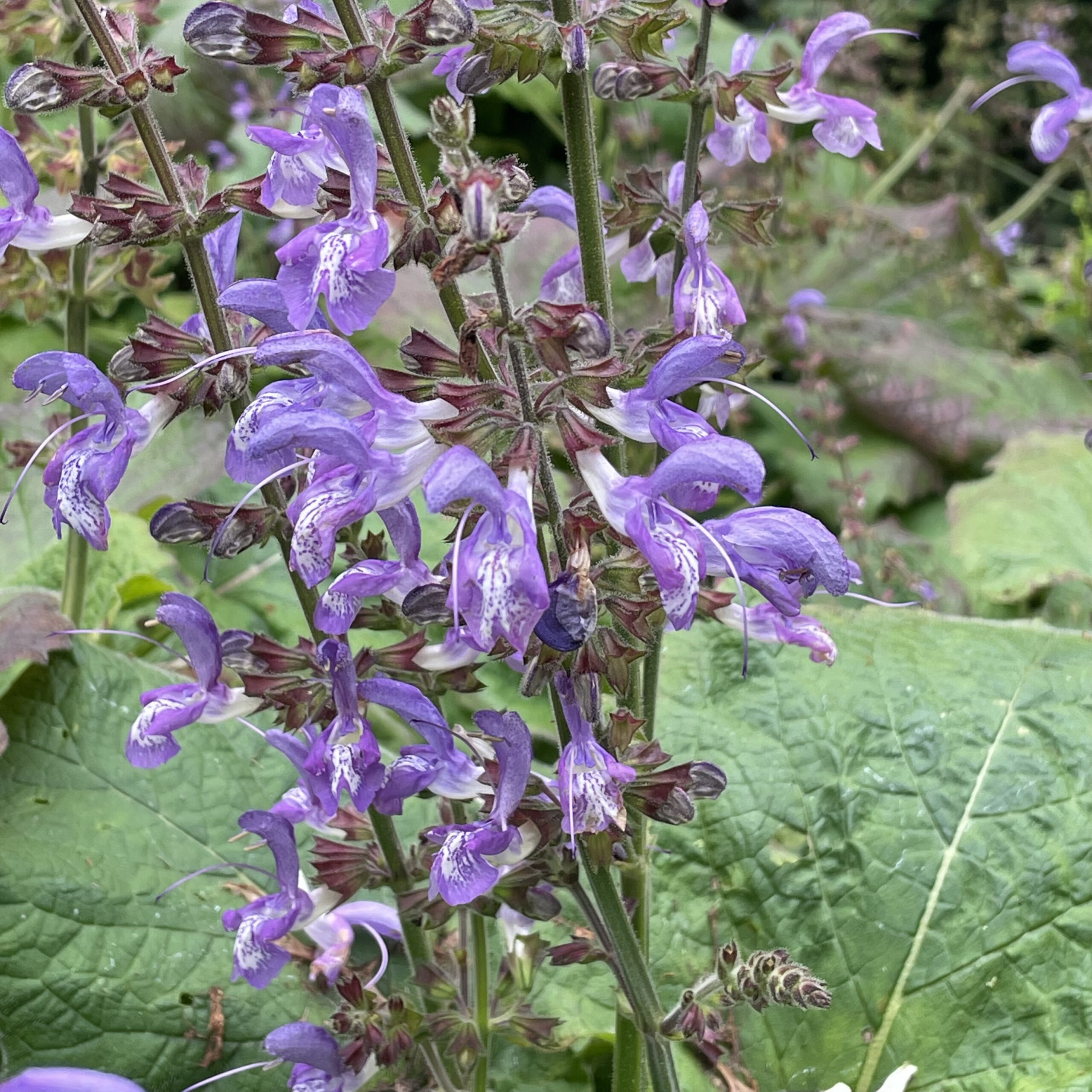 salvia forskaohlei salvia forskaohlei