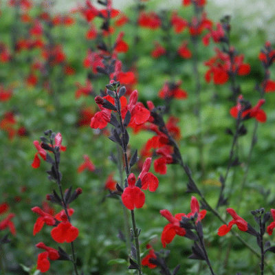 salvia microphylla royal bu