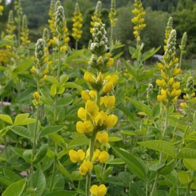 thermopsis villosa
