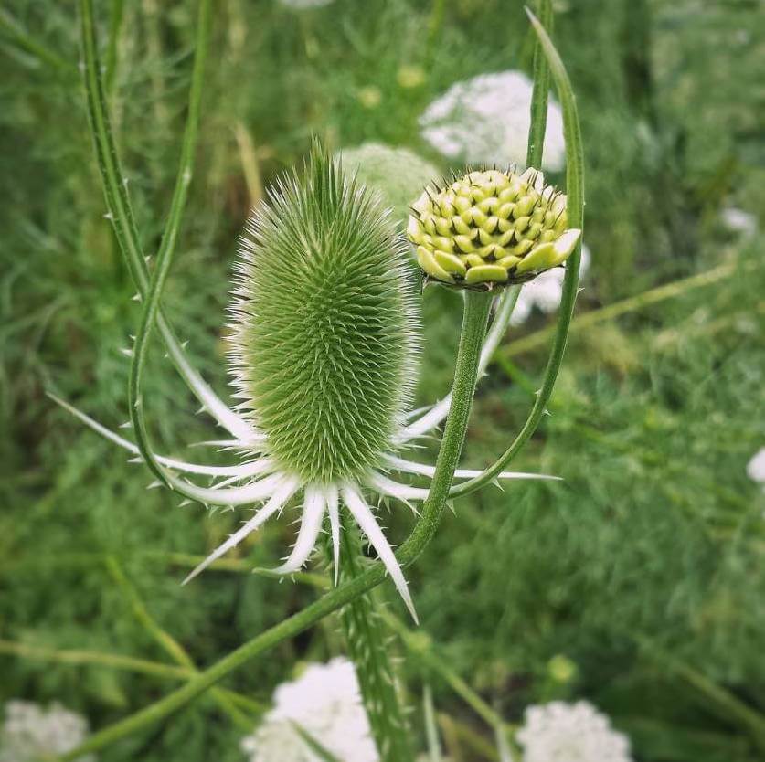 dipsacum tagliata