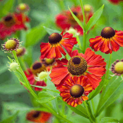 helenium morheim beauty