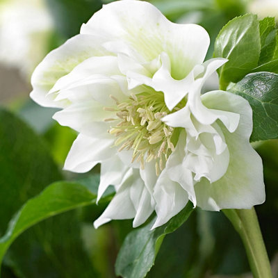 helleborus double ellen white