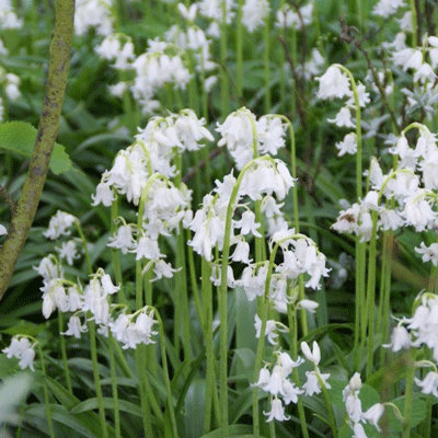 hyacinthoides his alba ma