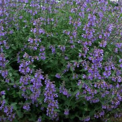 nepeta six hills giant