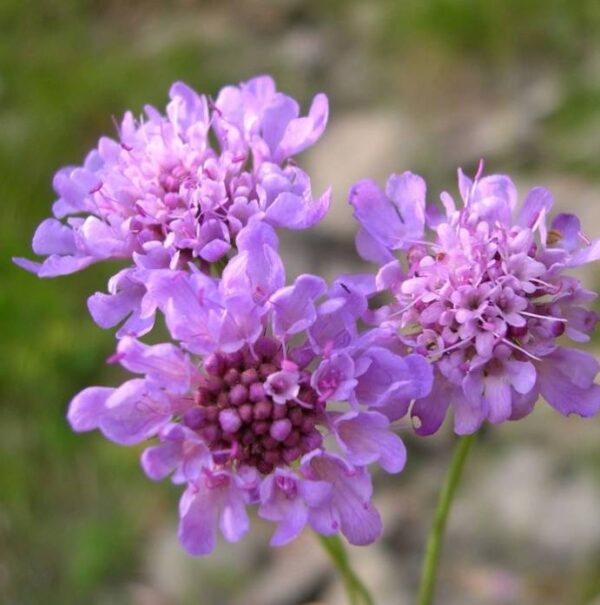 scabiosa triandra